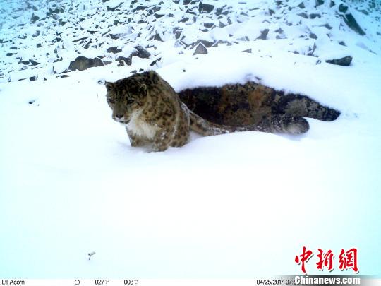 红外触发相机拍摄到的雪豹影像。 钟欣 摄