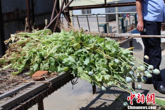 罂粟。 杨那 摄