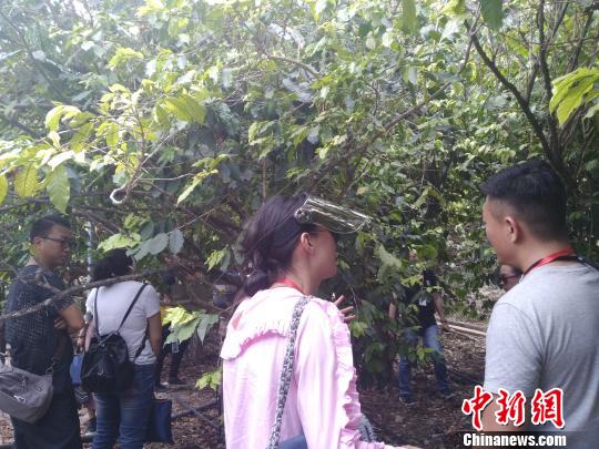 图为与会者参观百年咖啡树。 王艳龙 摄