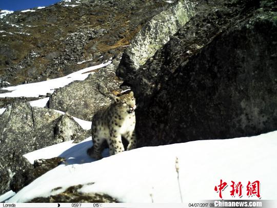 红外触发相机拍摄到的雪豹影像。 钟欣 摄
