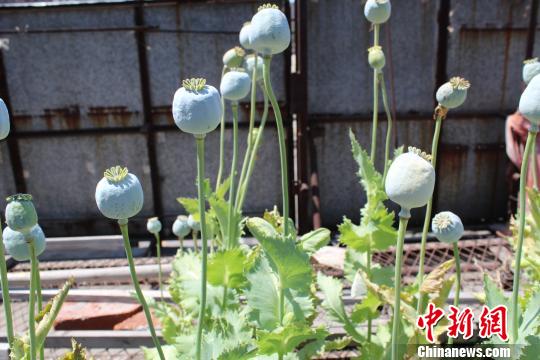 罂粟。 杨那 摄