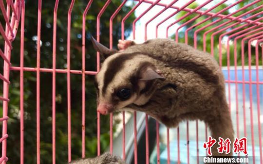 图为外来野生动物蜜袋鼯。 常宗波 摄