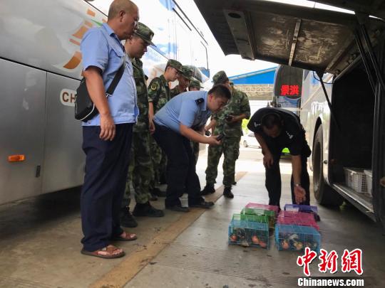 图为警方查获蜜袋鼯8笼,约140只。 常宗波 摄