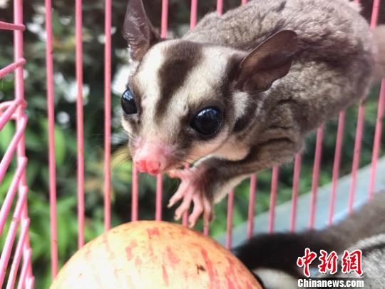 图为外来野生动物蜜袋鼯。 常宗波 摄