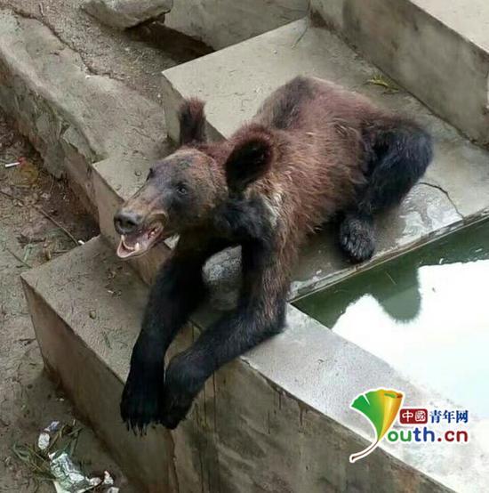 网友微博中棕熊的照片。