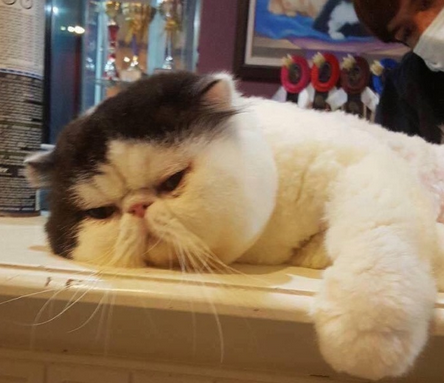 爱漾月之猫目直径多少,
