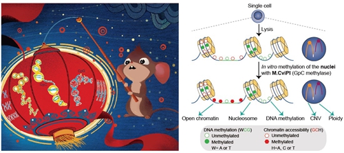 汤富酬课题组发表单细胞表观多组学测序技术的