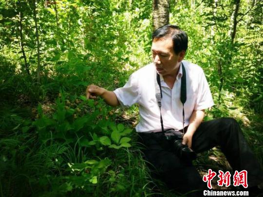 李国权在林间发现山西杓兰 于倩倩 摄