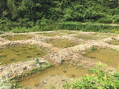萤火虫养殖:调查:淘宝商家买卖活体萤火虫多地萤火虫正在消亡 付新华在湖北咸宁大耒山的萤火虫繁育基地。