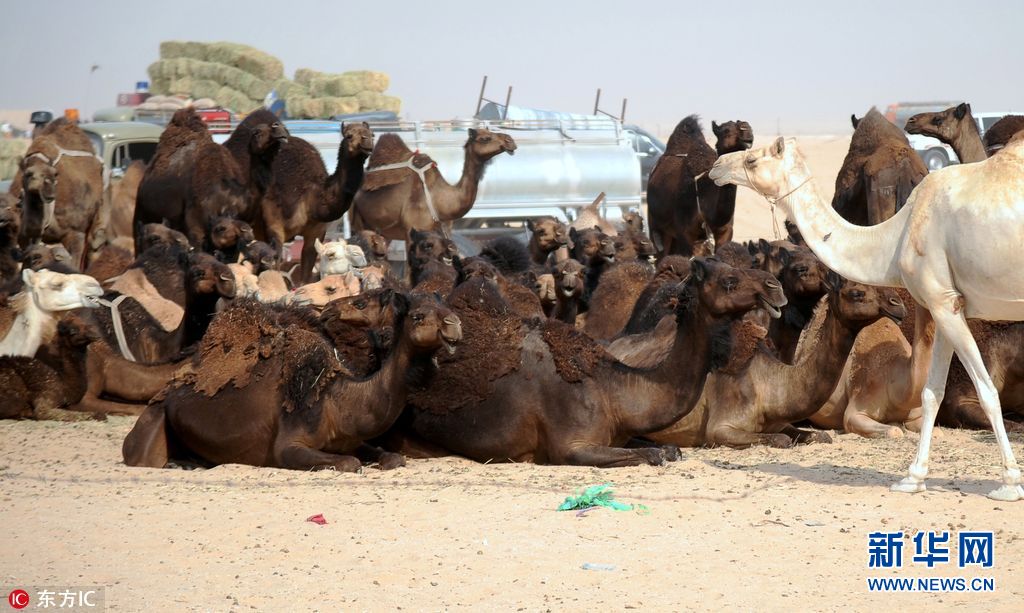 沙特与卡塔尔断交殃及动物 1.5万头骆驼遭遣返
