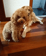 壁纸 动物 狗 狗狗 180_220 gif 动态图 动图