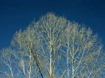 华龙网摄友liq38800作品:白桦树