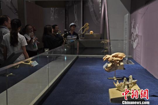 中外旅行商考察甘肃和政古生物化石博物馆|化