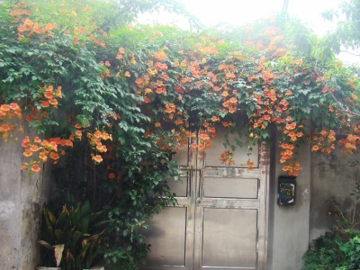 这里凌霄花绽放20多年 种花人虽逝 美丽依旧在