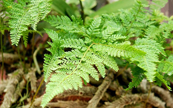 日本科学家发现传统中药成分可治阿尔茨海默氏