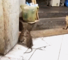 猫抓老鼠,没想到竟然看到这样一幕.