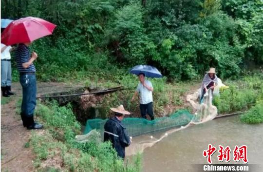 清湖镇镇村干部正在帮助水库承包养鱼户开沟泄洪,确保安全 徐泽标 摄