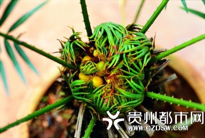 桫椤树当草除 来,认识一下贵州珍稀濒危植物