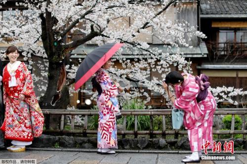 日本京都樱花绚丽,民众穿和服赏景。