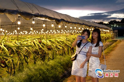 广东首届火龙果灯光节开幕 游客既可尝果也可