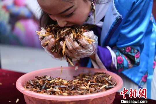  图为游客正在参加吃昆虫比赛。　陈超　摄