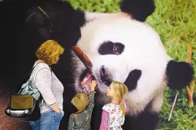 ▲6月24日，在舍内费尔德机场欢迎大厅内，前来欢迎大熊猫的德国儿童抚摸“娇庆”的照片。图：人民视觉