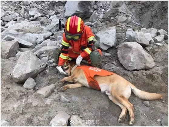 中国搜救犬累趴下,外国双标狗站起来!|搜救犬