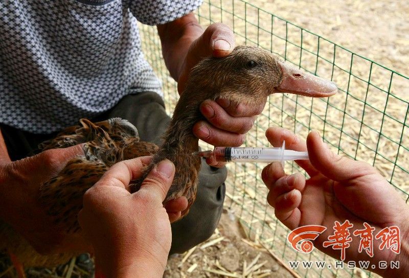 临潼 鸭司令 欲带村民养鸭致富 鸭价下跌盼救星