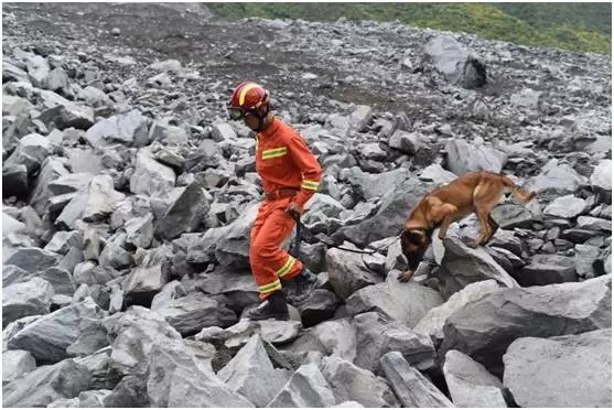 中国搜救犬累趴下,外国双标狗站起来!|搜救犬