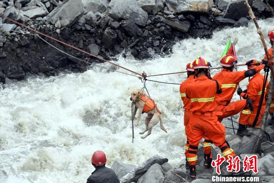 搜救犬通过绳桥渡河,场面惊险。 安源 摄