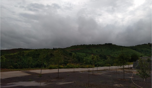 嘉应制药天然冰片项目:实际种植面积是一笔糊