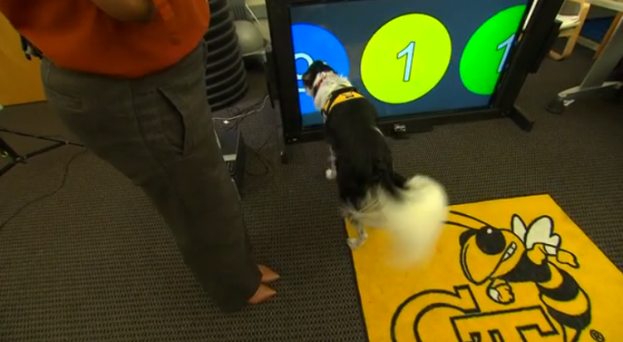 狗狗版特制平板将上线：主人面临危险时可帮打110报警5