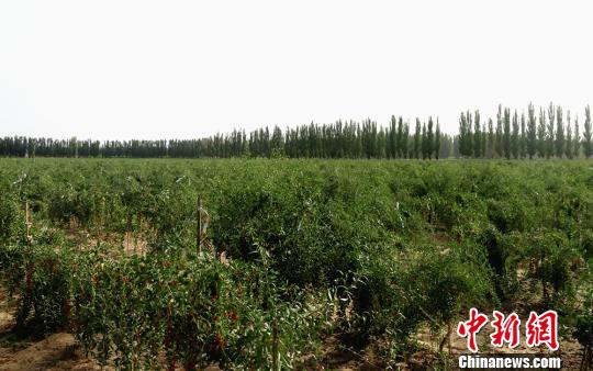 新疆兵团第二师三十六团1000余亩红枸杞进入采摘期。 赵维宏 摄