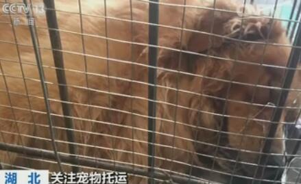 宠物托运死亡 航空公司按 斤 赔偿引争议|武汉大