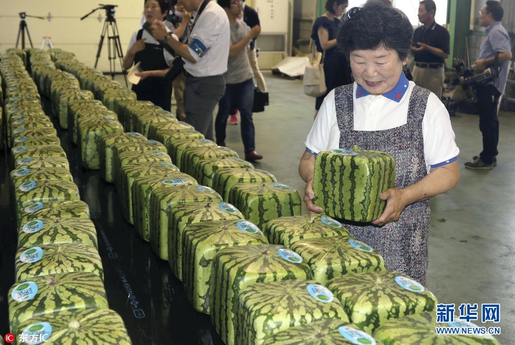 日本特产方形西瓜上市 标价超过90美元(组图)|