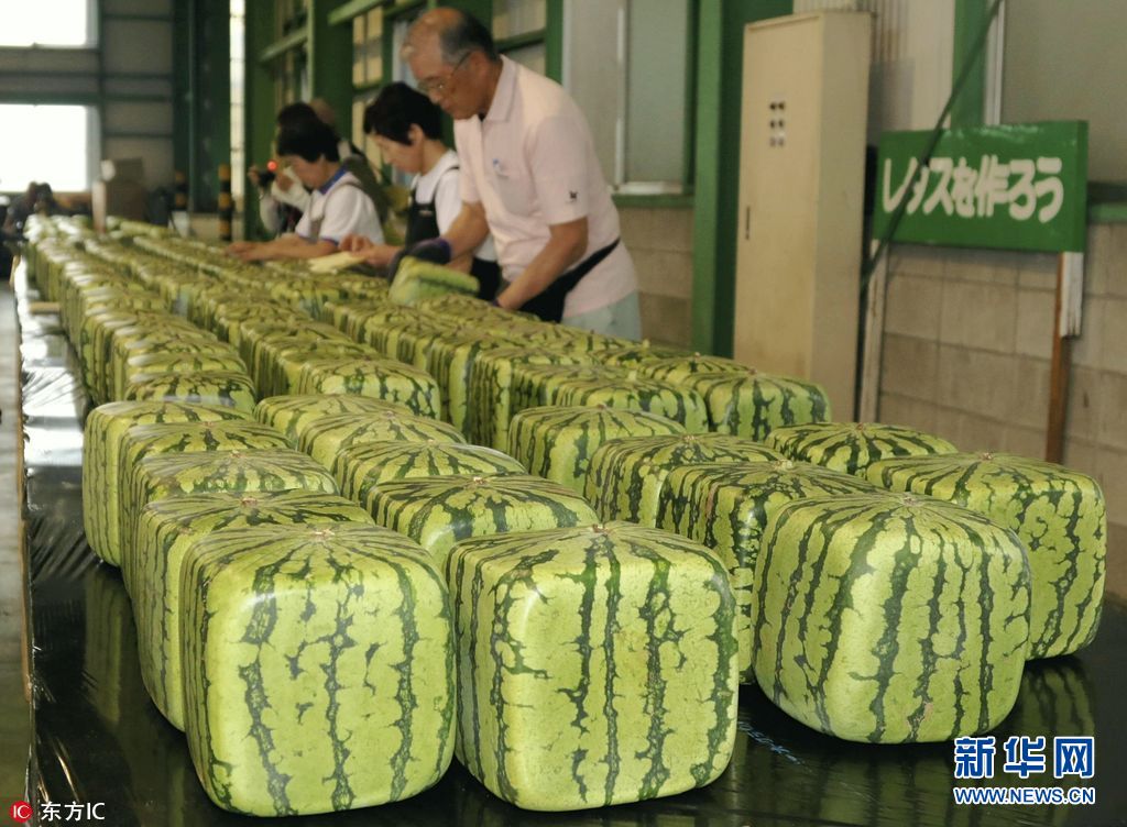 日本特产方形西瓜上市 标价超过90美元(组图)|