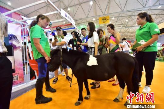 图为来自澳洲的纯种小矮马亮相展区。 钟欣 摄 第五届成都农博会开幕 1100余家国内外展商参展(图3)