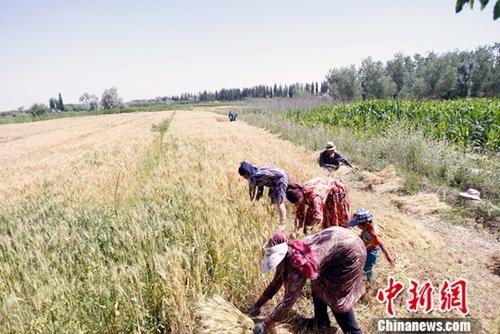 资料图 6月9日，在新疆喀什地域巴楚县，当地农民正在抢收夏粮。中新社记者 王小军 摄