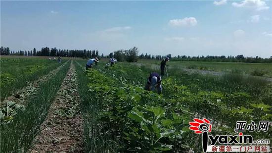 十二师党员干部走进洋葱地践行学转促专项活