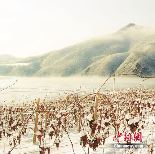 张裕黄金冰谷冰酒酒庄现身《你所不知道的中国