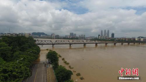 资料图：7月3日，因受连日暴雨影响，广西柳江河柳州段泛起超警戒水位。王以照 摄