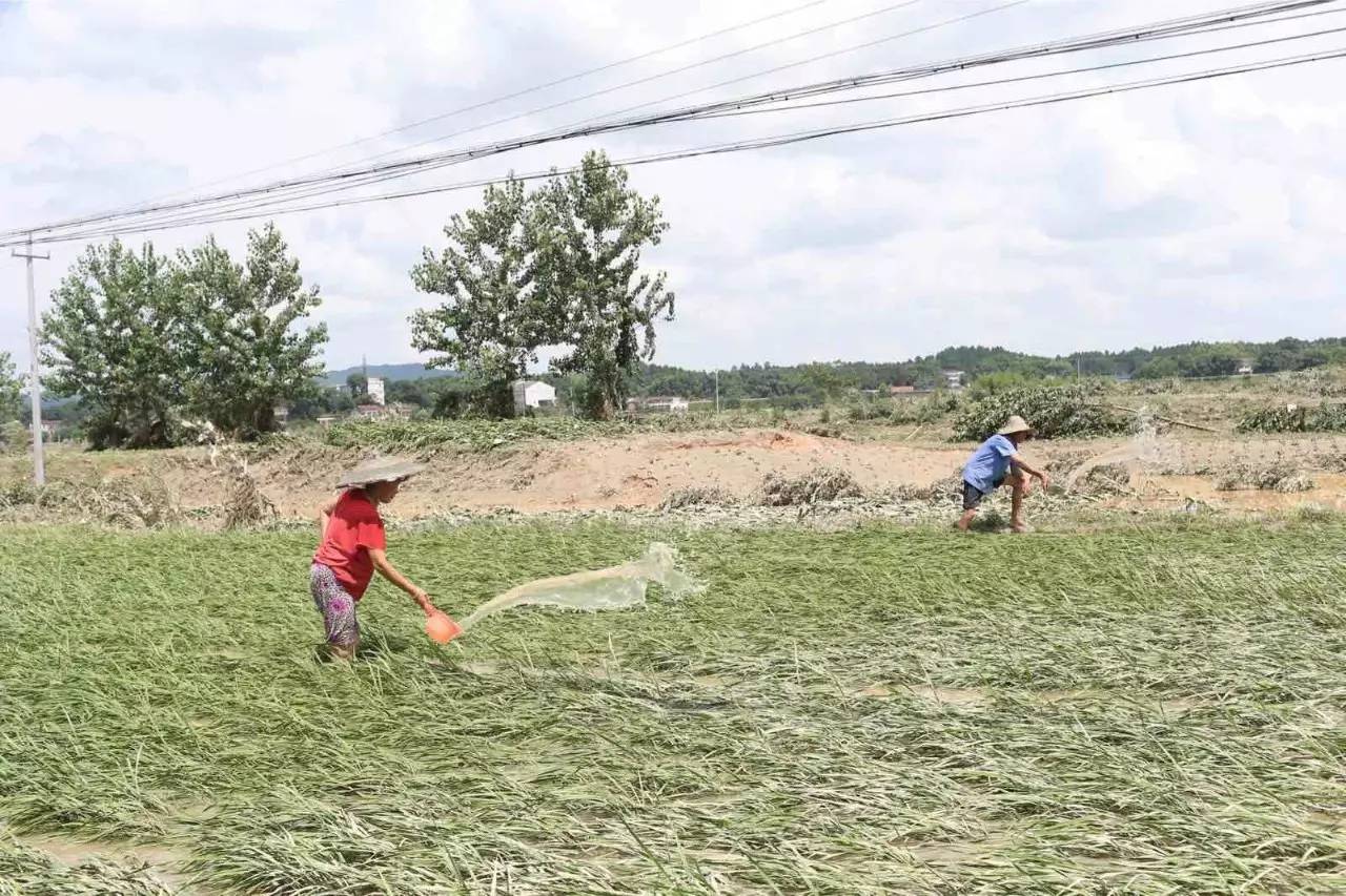  7月2日14时，宁乡老粮仓镇，村民正用田间的水洗濯被洪水侵蚀过的水稻。