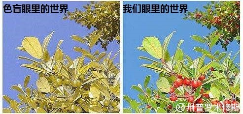 OLED行业漫谈之三(上):OLED其实是个偏科的