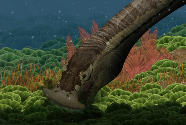 子嘴,难道三叠纪有海底吸尘器?|三叠纪|化石|罗