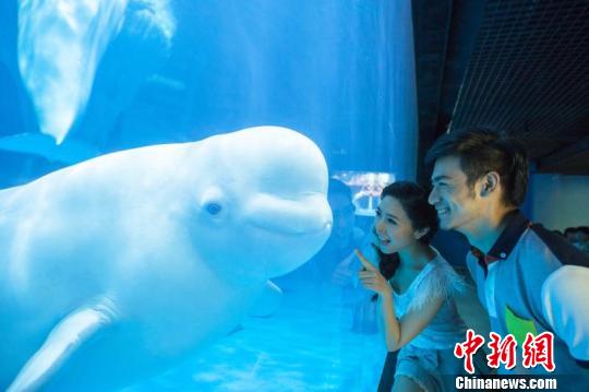 上海海昌海洋公园主体结构封顶 预计于2018年