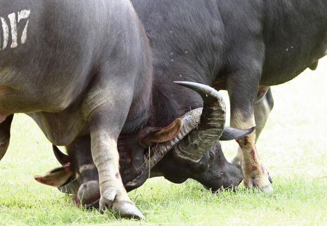 水牛意外撞死主人 越南传统斗牛活动被叫停|越南|水牛|斗牛_新浪新闻