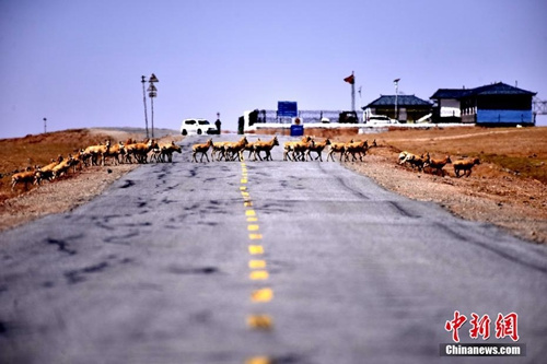 可可西里2017年首批藏羚羊安全通过青藏公路。中新社记者 孙燕初 摄