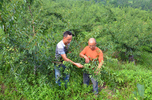 一排排规范种植的李子树,挂满了一颗颗清脆的高山李子,漫山遍野,清风