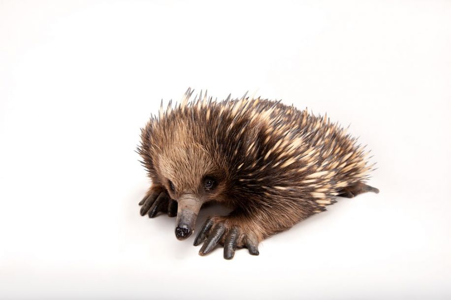 澳副总理因双重国籍失议员资格:政府失议会多