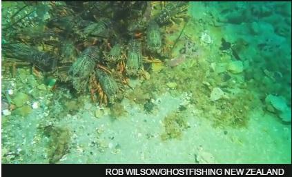 视频截图。 来源:ROB WILSON/Ghost Fishing NZ
